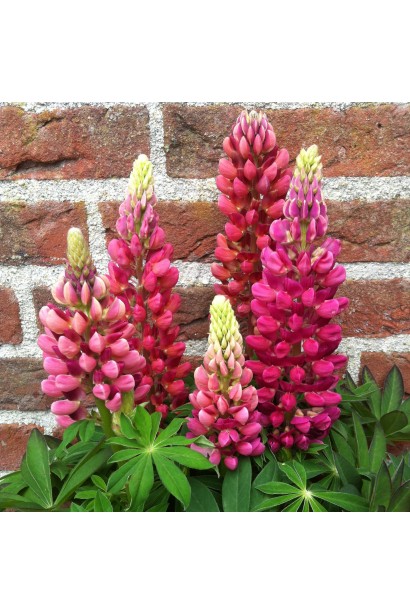 Lupinus polyphyllus `Red Shades`